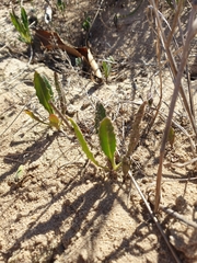 Osteospermum monstrosum