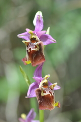 Ophrys fuciflora apulica
