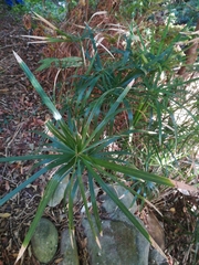 Cyperus textilis
