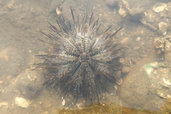 Temnopleurus toreumaticus