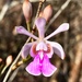 Island Peacock Orchid - Photo (c) Armando Feliciano, some rights reserved (CC BY-NC), uploaded by Armando Feliciano