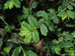 Elatostema obtusum trilobulatum