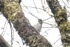 Catharus occidentalis