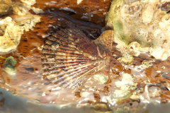 Pecten