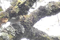 Catharus occidentalis