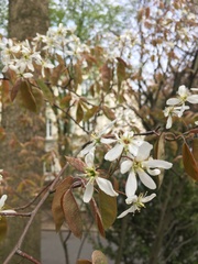 Amelanchier