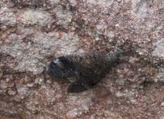 Myrmeleontoidea