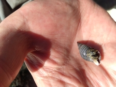 Pagurus novizealandiae