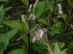 Ophiogomphus rupinsulensis