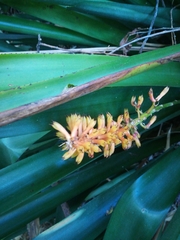 Zingiber officinale