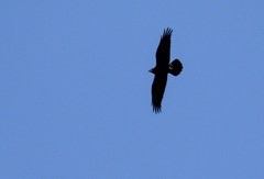 Corvus corax kamtschaticus