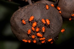 Dysdercus decussatus