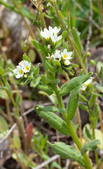 Buglossoides czernjajevii