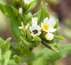 Buglossoides czernjajevii