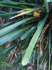 Zingiber officinale