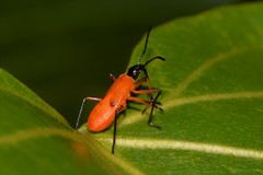 Dysdercus decussatus