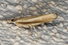 Fissicrambus intermedius