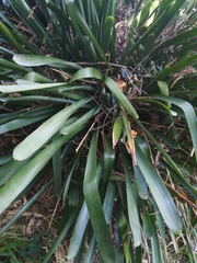 Zingiber officinale