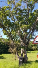 Ficus sur