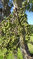Ficus sur