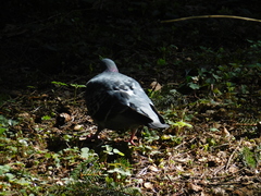 Columba livia