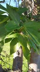 Ficus sur
