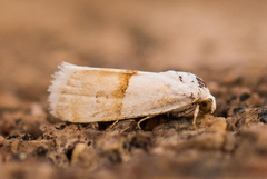 Ponometia elegantula