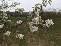 Amelanchier interior