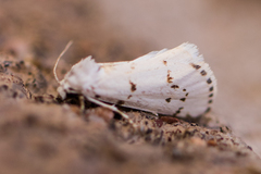 Grotella binda