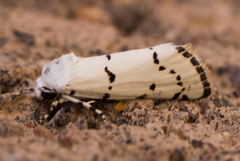 Grotella binda
