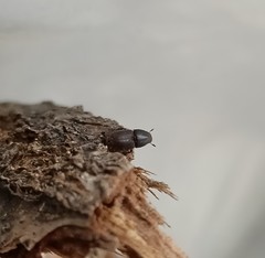 Scolytus intricatus