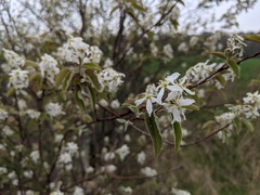 Amelanchier interior