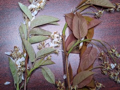 Amelanchier interior