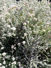 Plecostachys serpyllifolia