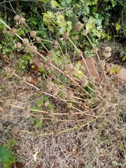 Leonotis nepetifolia