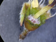 Amelanchier interior