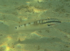 Amblygobius stethophthalmus