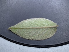 Amelanchier interior