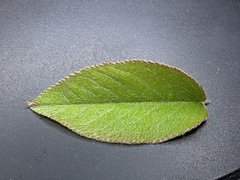 Amelanchier interior