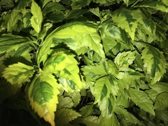 Psychotria nervosa