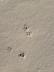 Peromyscus polionotus phasma