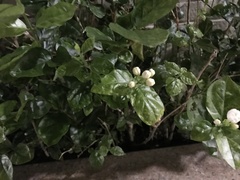 Jasminum sambac