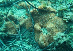 Polyandrocarpa lapidosa