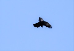 Corvus corax kamtschaticus