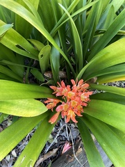 Clivia miniata