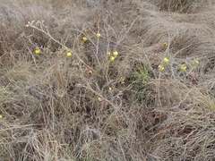 Solanum campylacanthum