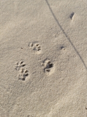 Peromyscus polionotus phasma