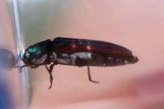 Agrilus pulchellus