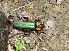 Themus explanaticollis