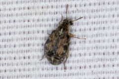 Algarobius prosopis